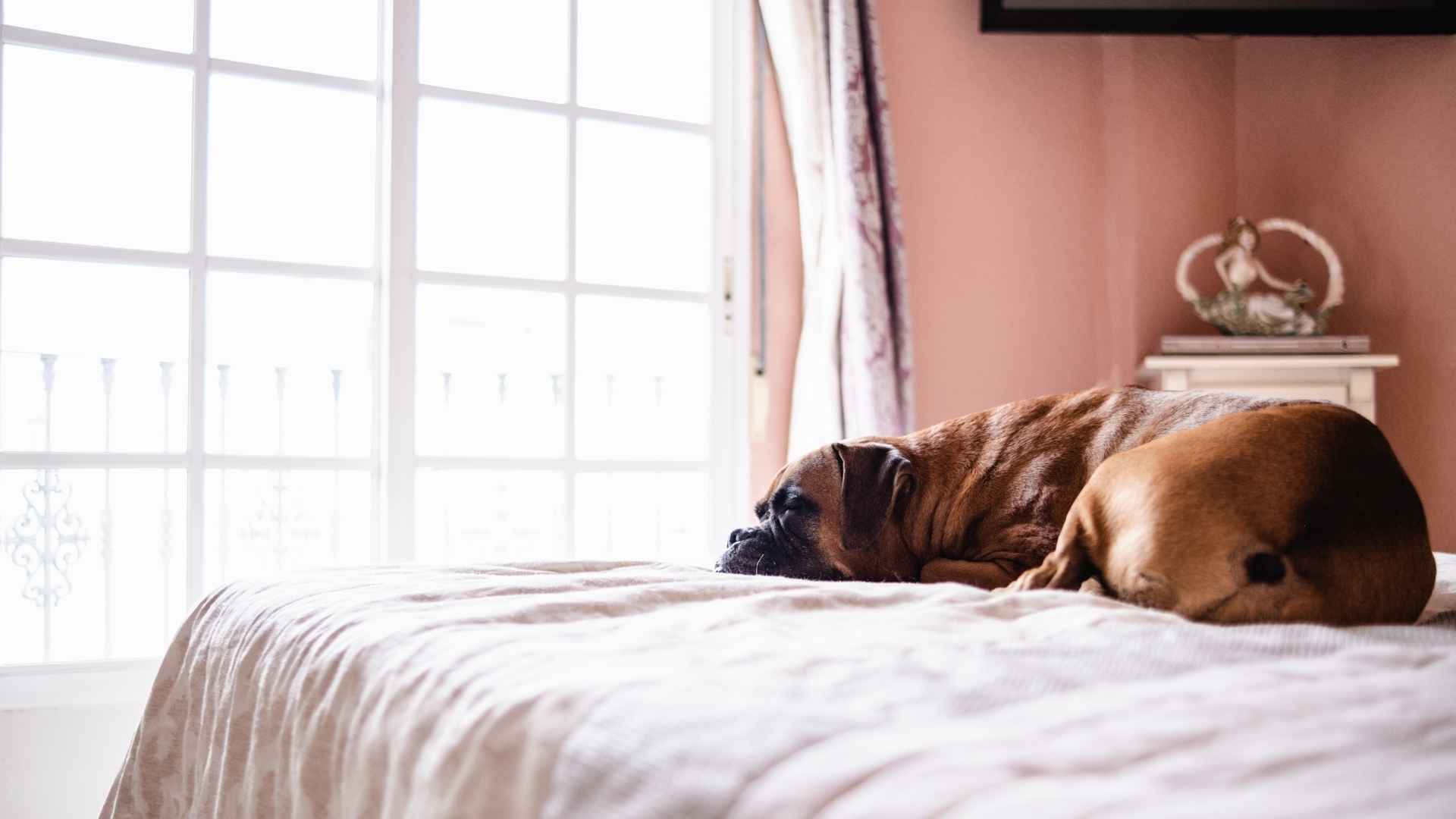 perro se aburre cuando se queda solo